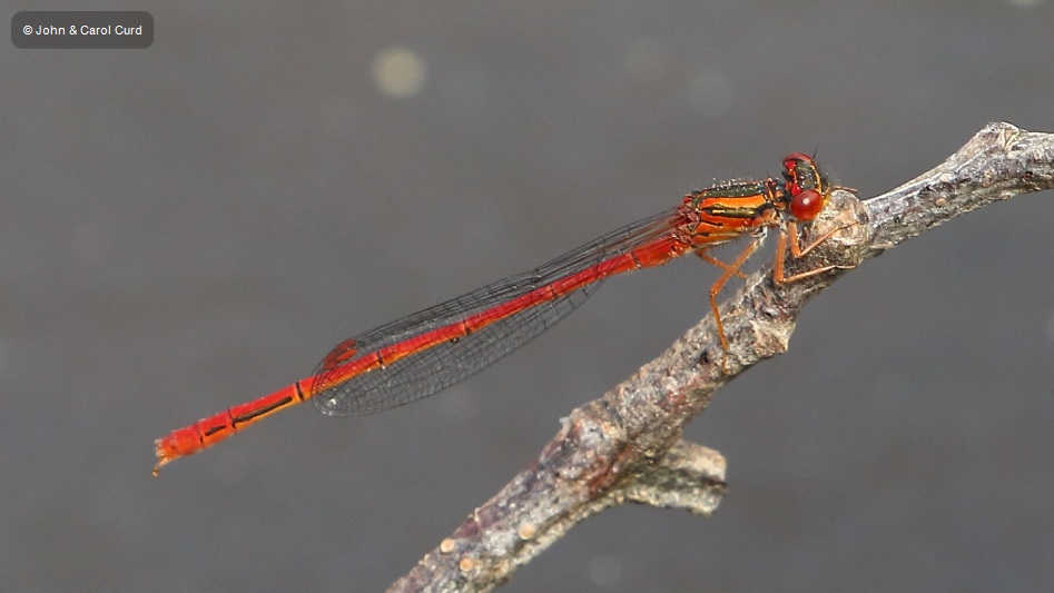 J17_4538 Xanthocnemis zealandica male.JPG